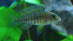 Aulonocara (Jungtier)