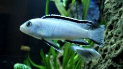 Pseudotropheus Socolofi