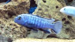 Pseudotropheus Saulosi (männchen)