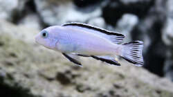 Besatz im Aquarium Frontansicht