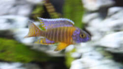 Besatz im Aquarium Frontansicht