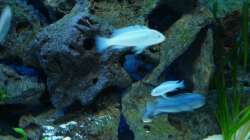 Pseudotropheus Socolofis