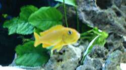 Pseudotropheus Saulosi (weibchen)