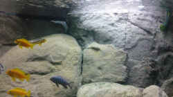 Dekoration im Aquarium Becken 12684