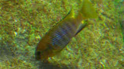 Besatz im Aquarium Becken 12684