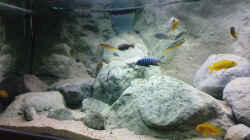 Dekoration im Aquarium Becken 12684