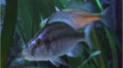 Dimidiochromis Compressiceps Bock
