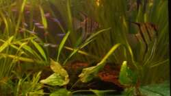 rechte Beckenhälfte