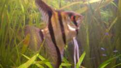 Skalar Bock = Cheffe