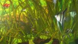 erneut rechte Beckenhälfte