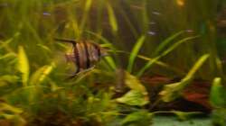 Skalar Bock auf Patroullie