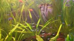 über der rechten Wurzel (drunter passiert auch immer ne Menge :-))