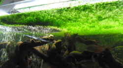 Aquarium mini amazonas