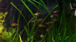 Bärblinge + Guppymännchen