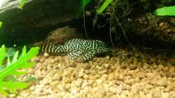 L260 in seiner vollen Pracht - nach einer Dauer von 2-3 Jahren hat er seine Scheu