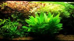 Vor dem Rückschneiden am 30.08.12