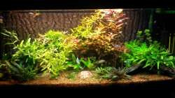 Rückschnitt irgendwann Sommer / Herbst 2015