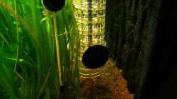 JBL ProFlora Taifun + PH - Elektrode + Thermometer