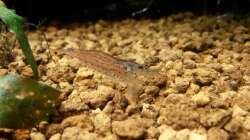 Besatz im Aquarium Unterwasserdschungel