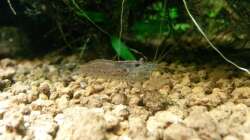 Besatz im Aquarium Unterwasserdschungel