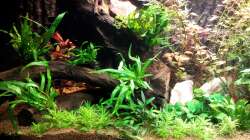 Nach dem Umgestalten am 05.03.12  - Auf der Rückwand sind die Algen gut zu erkennen,