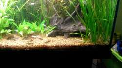 6.5.14 vor dem nächsten Rückschnitt