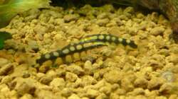 Schachbrettschmerlen