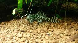 Besatz im Aquarium Unterwasserdschungel