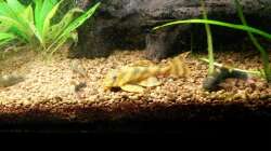 Besatz im Aquarium Unterwasserdschungel