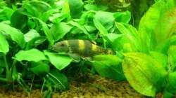 Rotflossen-Pandasaugbarbe