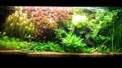 Vor dem Umgestalten und dem Rückschneiden der Pflanzen am 04.03.2012