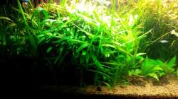 6.5.14 vor dem nächsten Rückschnitt