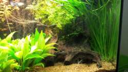 Nach dem Rückschneiden am 01.09.12