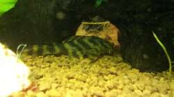 Peckoltia sp. L 15 - ´Gestreifter Zwergschilderwels´