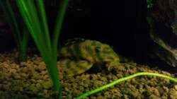 Besatz im Aquarium Unterwasserdschungel