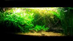 6.5.14 vor dem nächsten Rückschnitt