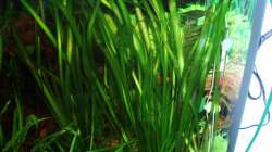 Vallisneria gigantea (riesen Wasserschraube) 20.12.09