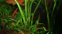 Cryptocoryne balansae (genoppter Wasserkelch) u. Nymphaea lotus rot (roter Tigerlotus)