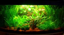 Aquarium am 03.01.10 nur mit hinterem Leuchtbalken