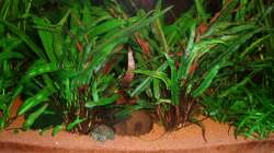 Cryptocoryne Petchii (Petchs Wasserkelch) 20.12.09
