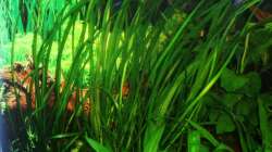 Vallisneria spiralis var. spiralis (Gewöhnliche Wasserschraube) 20.12.09