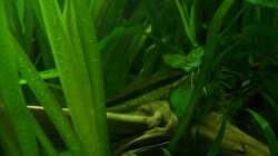 Vallisneria giganthea, Anubias nana