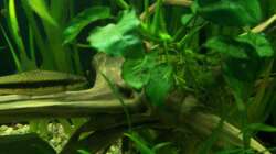 17.02.2010 Anubias auf Wurzel