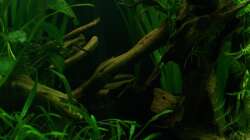 Feuerschwanzfransenlipper Lounge...07.01.2010