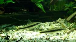 Siam. Rüsselbarben, Javafarn...07.01.2010