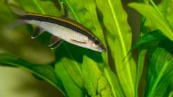 Frühjahr 2009, Schönflossenbarbe