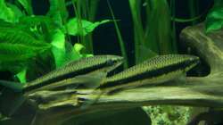 17.02.2010 Siamesische Rüsselbarben