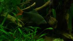 Feuerschwanzfransenlipper_Weibchen