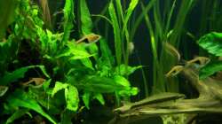 17.02.2010 Keilfleckbarben