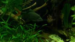 Feuerschwanzfransenlipper_Weibchen